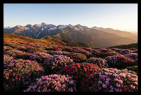 Roan Mountains Vibrant Meadow