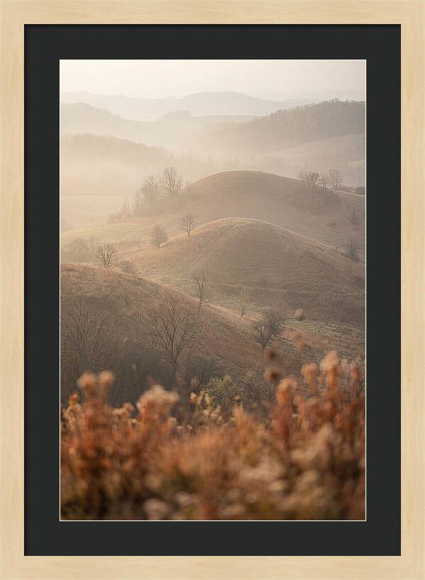 Rolling Drumlin Hills At Dawn
