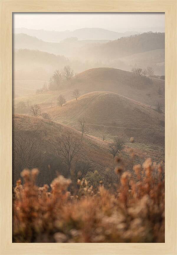 Rolling Drumlin Hills At Dawn