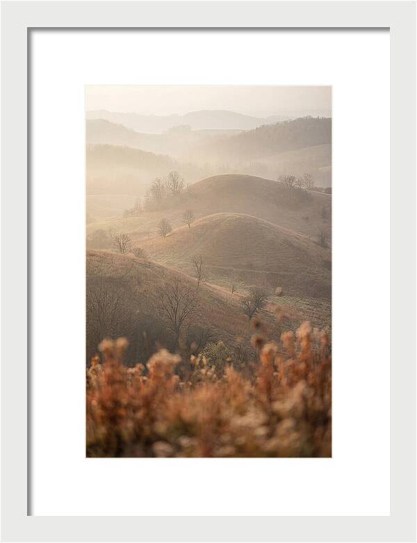 Rolling Drumlin Hills At Dawn