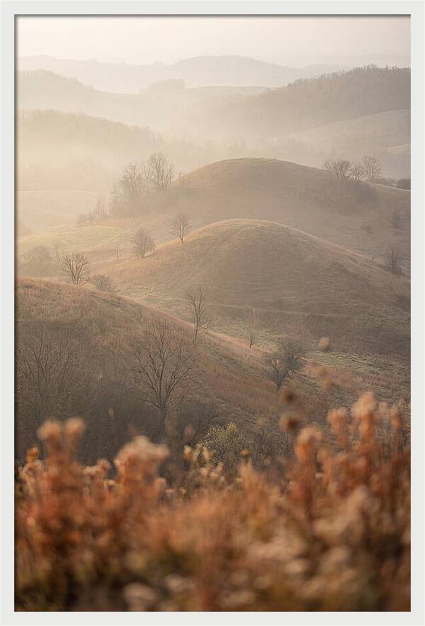 Rolling Drumlin Hills At Dawn