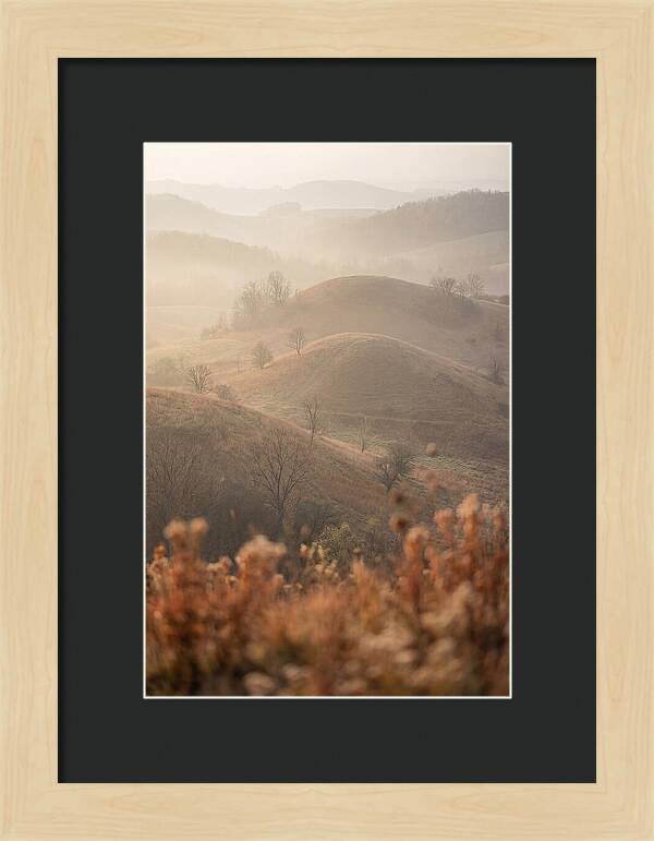 Rolling Drumlin Hills At Dawn