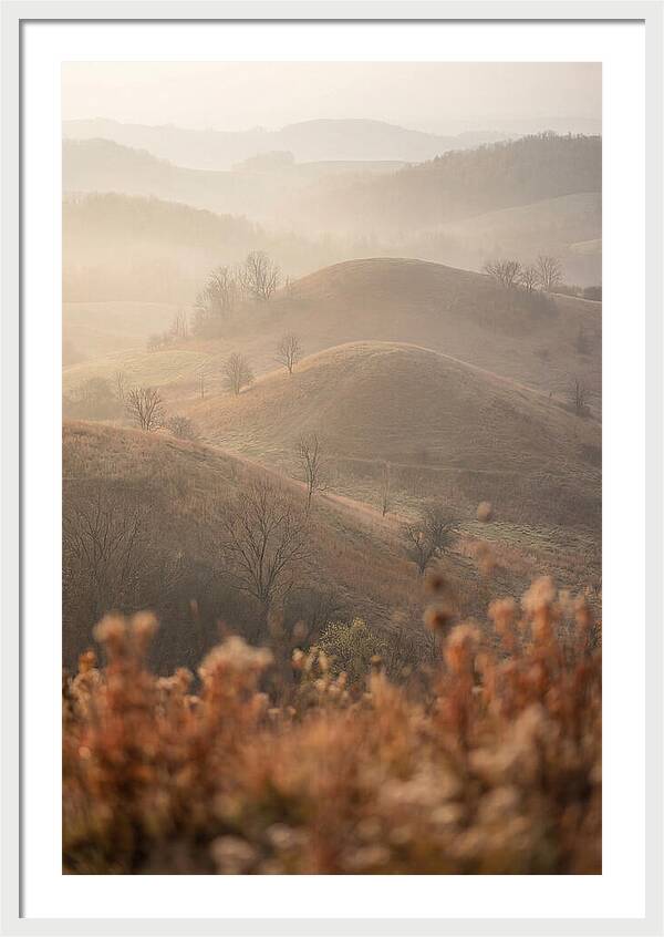 Rolling Drumlin Hills At Dawn