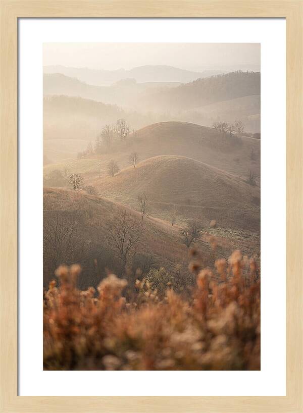 Rolling Drumlin Hills At Dawn
