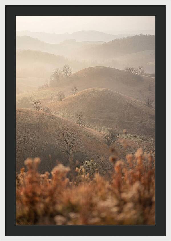Rolling Drumlin Hills At Dawn