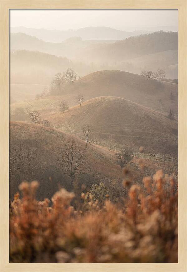 Rolling Drumlin Hills At Dawn