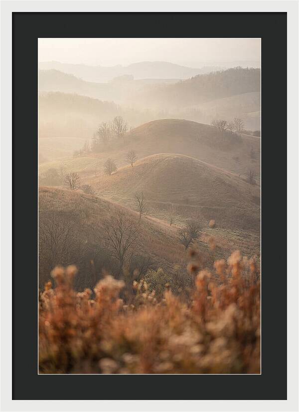 Rolling Drumlin Hills At Dawn