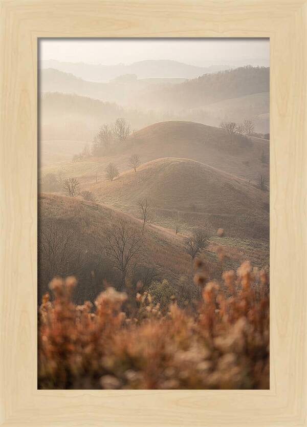 Rolling Drumlin Hills At Dawn
