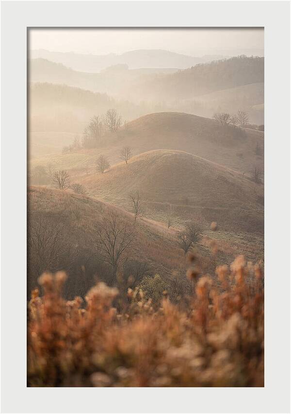 Rolling Drumlin Hills At Dawn
