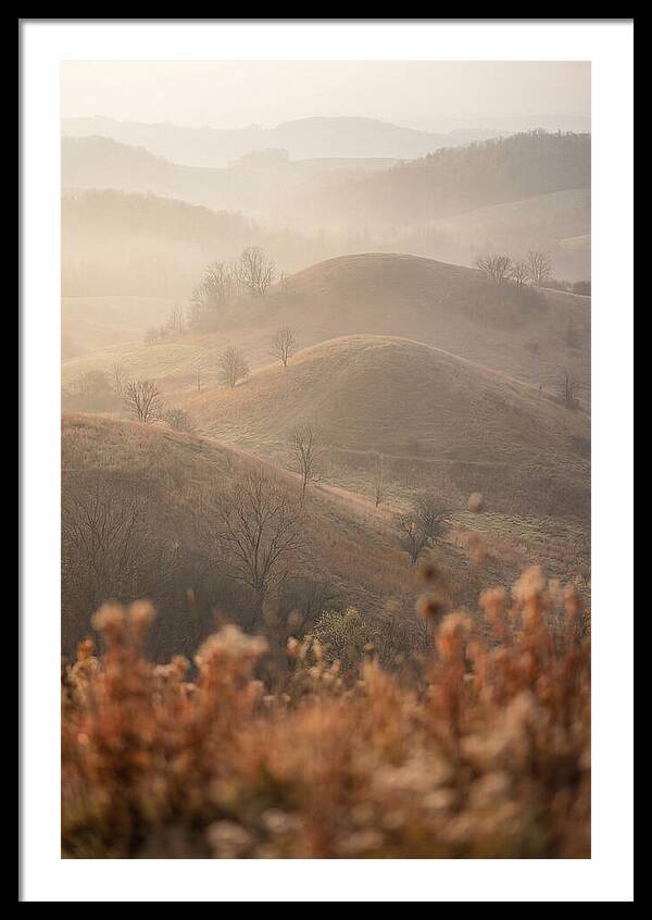 Rolling Drumlin Hills At Dawn