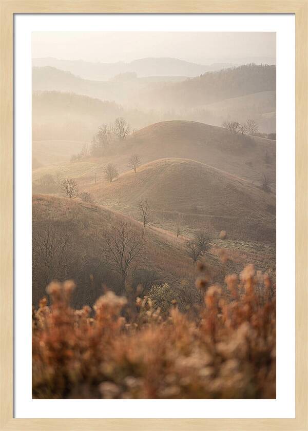 Rolling Drumlin Hills At Dawn