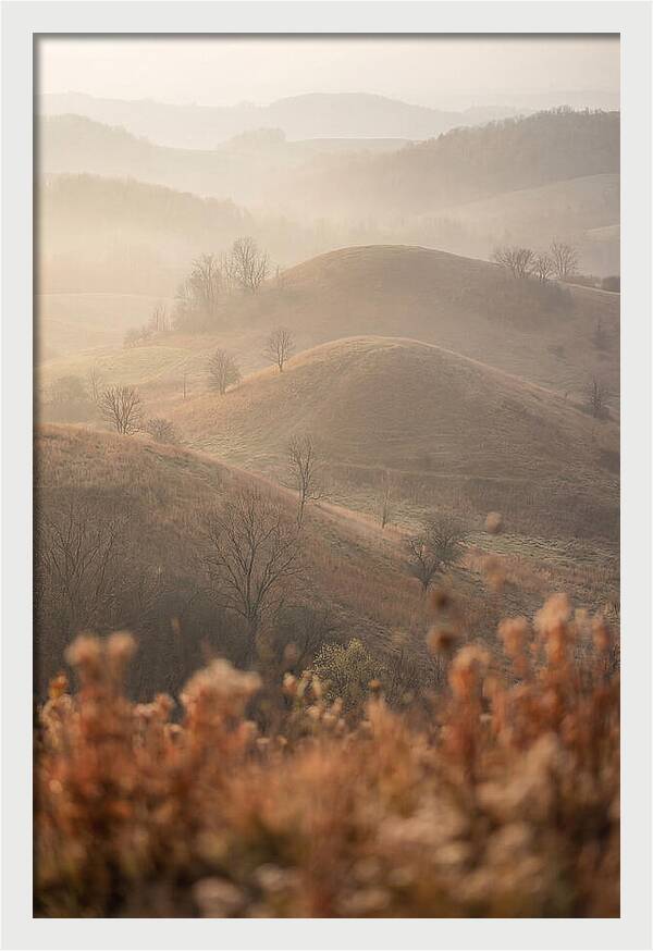 Rolling Drumlin Hills At Dawn