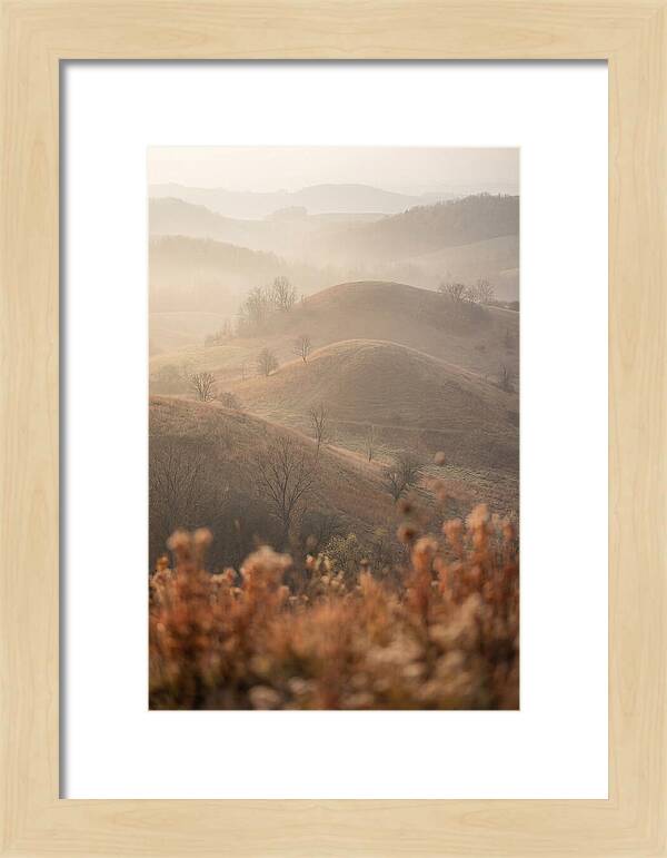 Rolling Drumlin Hills At Dawn