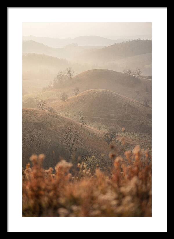 Rolling Drumlin Hills At Dawn