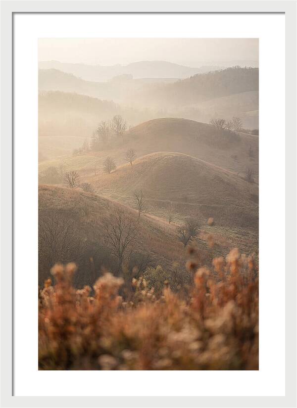 Rolling Drumlin Hills At Dawn