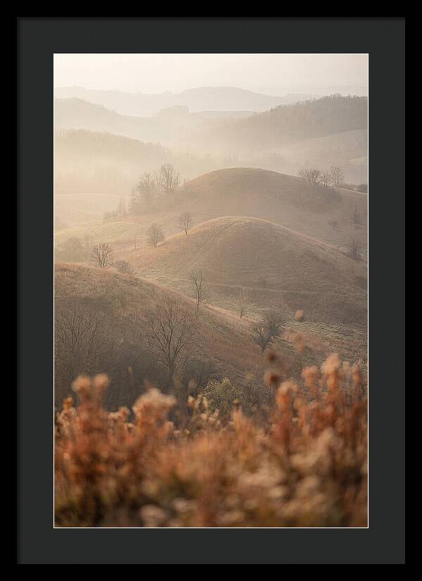 Rolling Drumlin Hills At Dawn