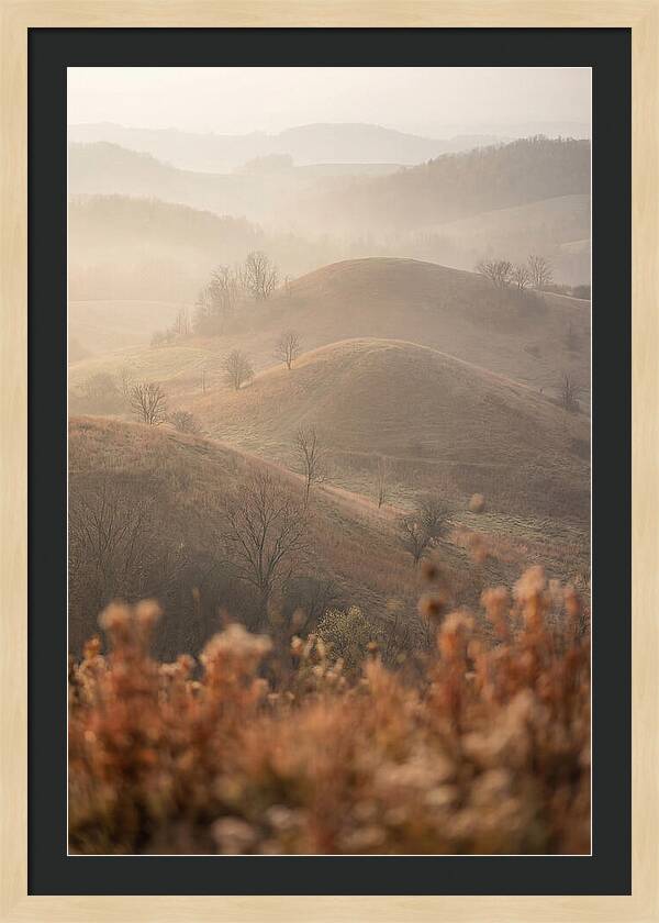 Rolling Drumlin Hills At Dawn