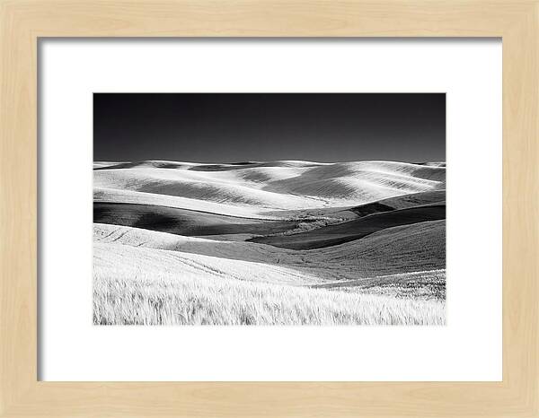 Rolling Green Hills In Spring