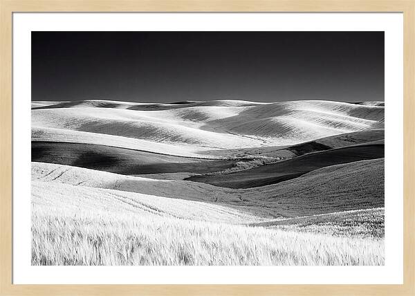 Rolling Green Hills In Spring