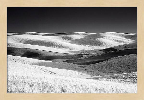 Rolling Green Hills In Spring