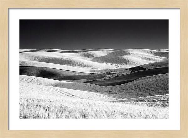 Rolling Green Hills In Spring