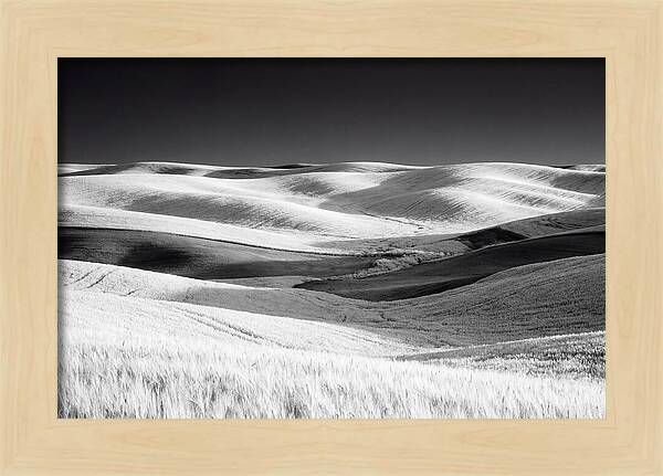 Rolling Green Hills In Spring