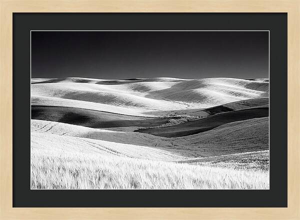 Rolling Green Hills In Spring