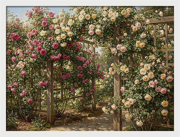 Rose Arbor In Bloom