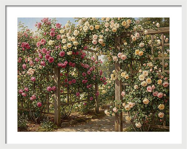 Rose Arbor In Bloom