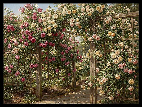 Rose Arbor In Bloom