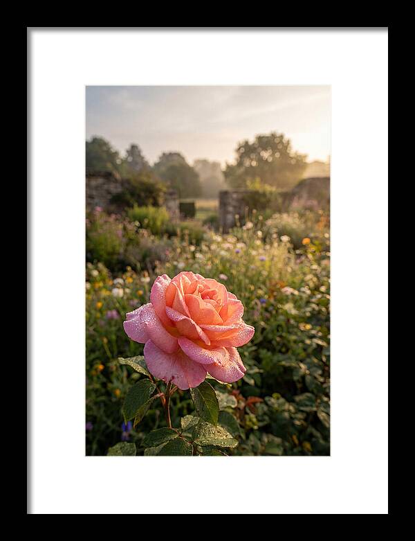 Rose Dew Drops