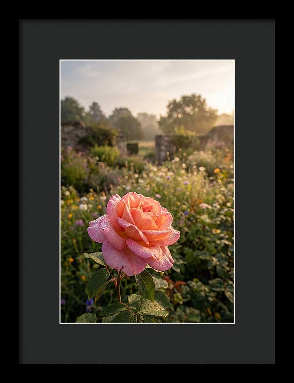 Rose Dew Drops