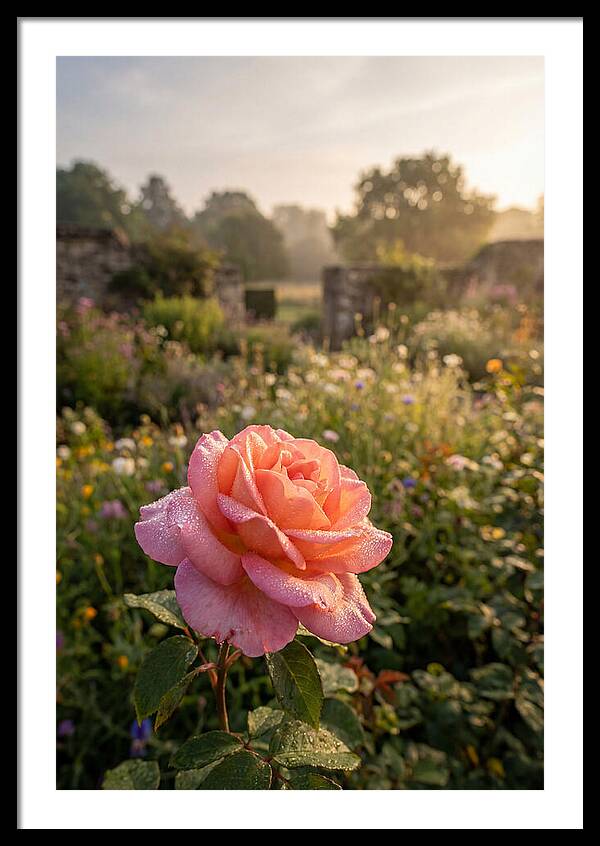 Rose Dew Drops