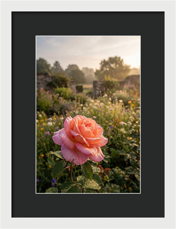 Rose Dew Drops