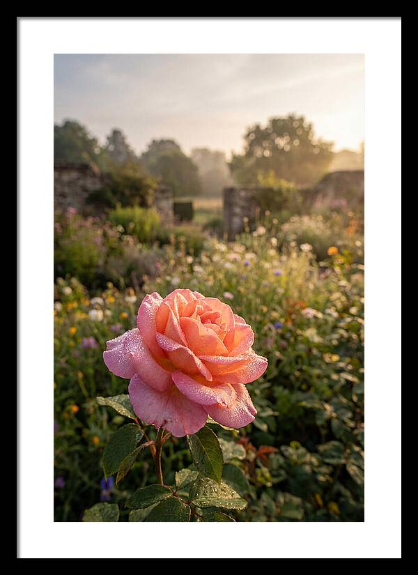 Rose Dew Drops