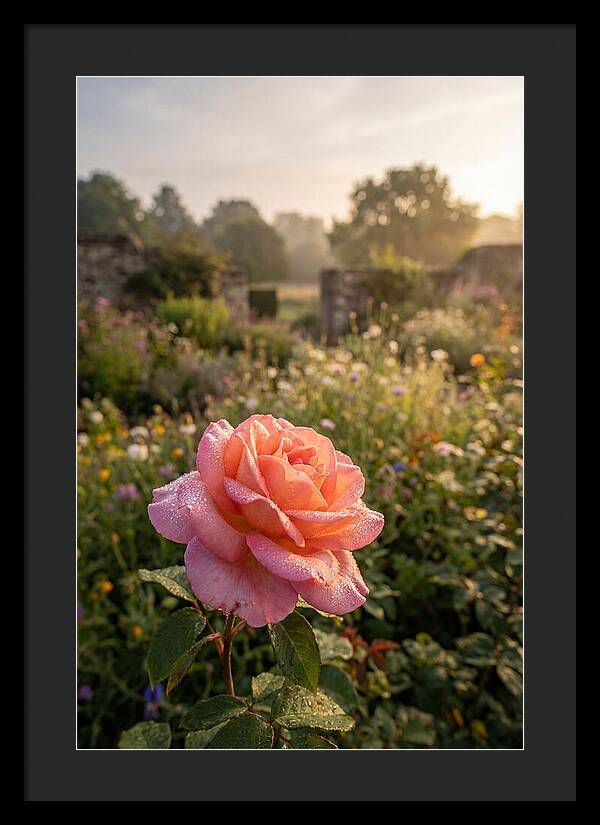 Rose Dew Drops