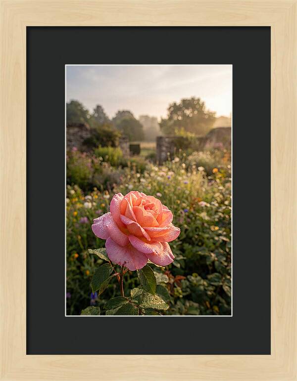 Rose Dew Drops