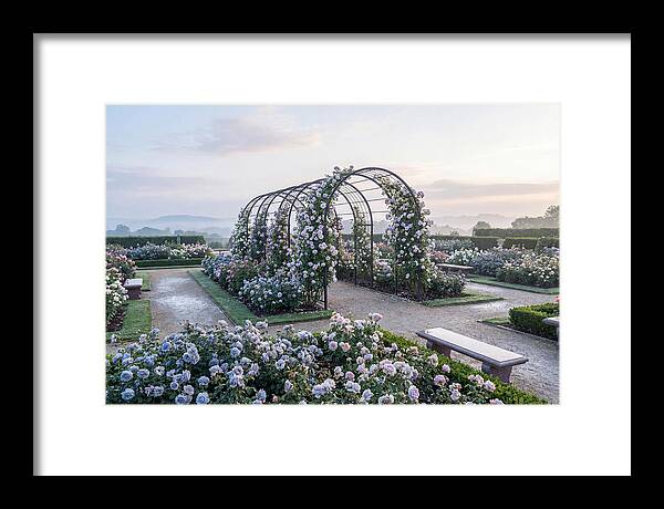 Rose Garden In Peak Bloom