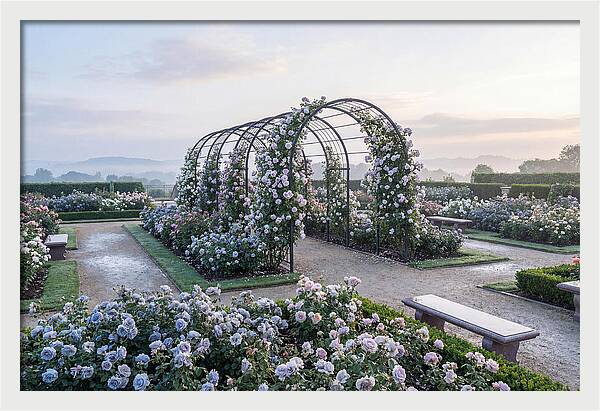 Rose Garden In Peak Bloom