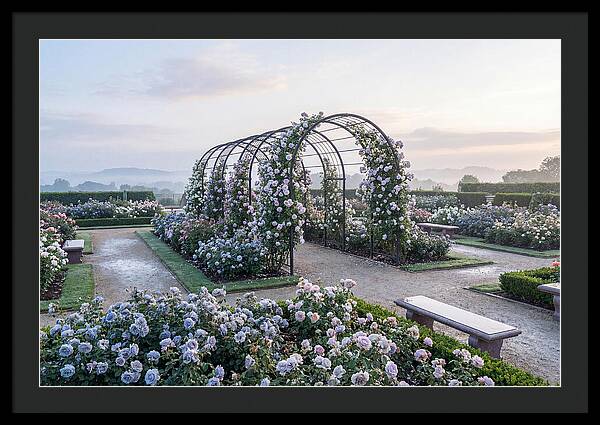 Rose Garden In Peak Bloom