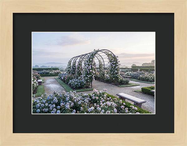 Rose Garden In Peak Bloom