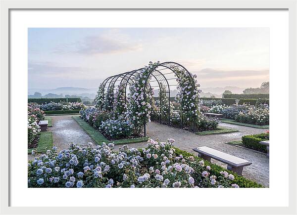 Rose Garden In Peak Bloom