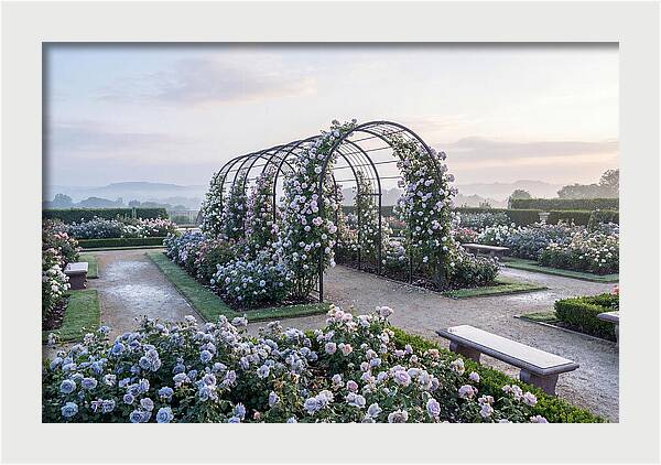Rose Garden In Peak Bloom