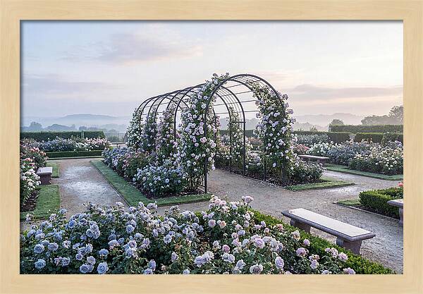 Rose Garden In Peak Bloom
