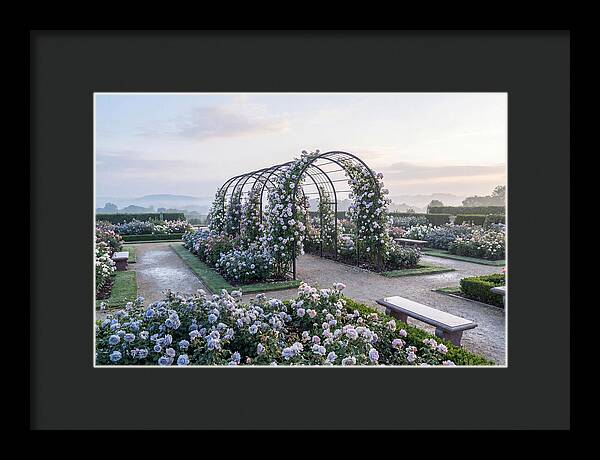 Rose Garden In Peak Bloom