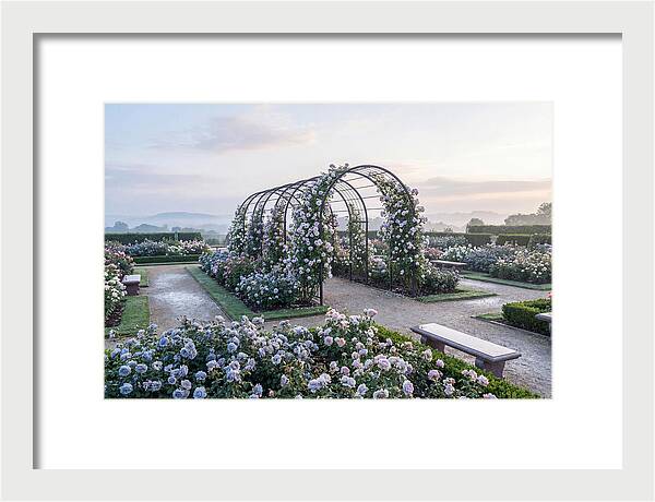 Rose Garden In Peak Bloom