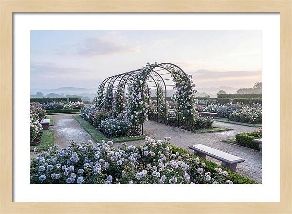 Rose Garden In Peak Bloom