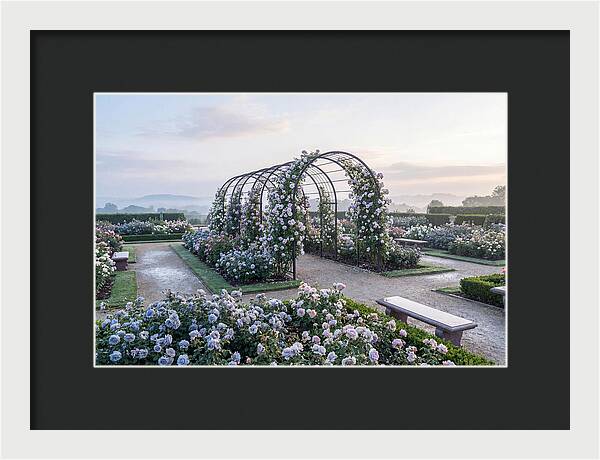 Rose Garden In Peak Bloom