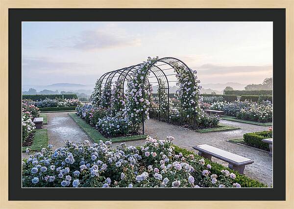 Rose Garden In Peak Bloom