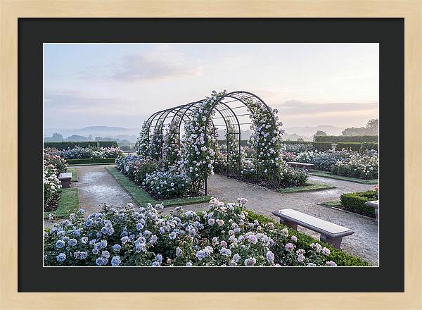 Rose Garden In Peak Bloom